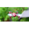 Hubsan X4 H107C - Upgraded 2.4G - 4CH - RC Drone Quadcopter - Mode 2 (Left Hand Throttle) - Black GreenDrones