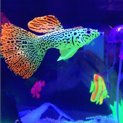 Goldfish - luminous - fish tank / aquarium decorationAquarium